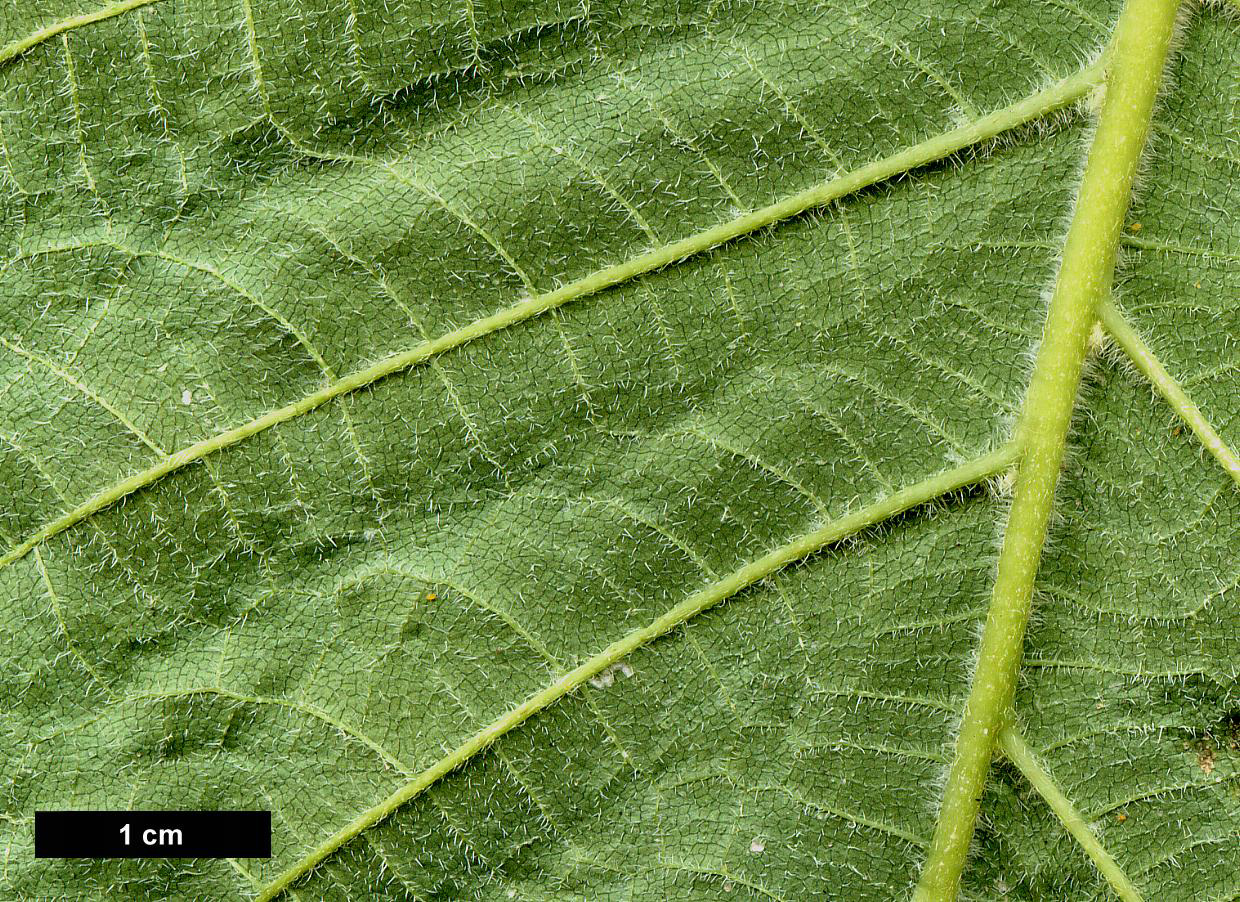 High resolution image: Family: Hydrangeaceae - Genus: Hydrangea - Taxon: longipes - SpeciesSub: var. fulvescens